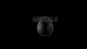 Amigdala